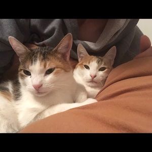 Meet your Posher, Sydney